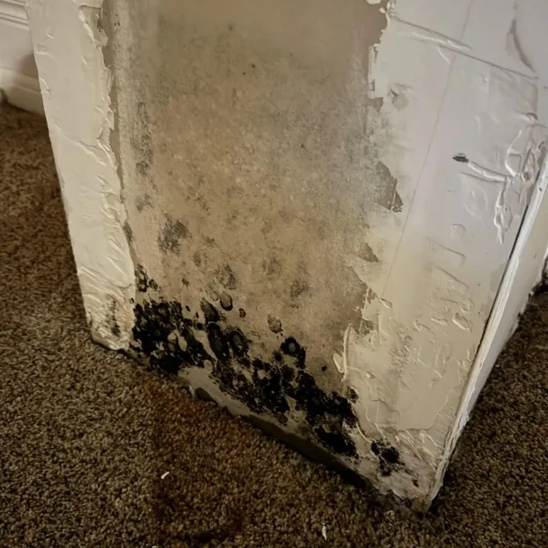 Professional Mold Removal in Plumas Lake, CA